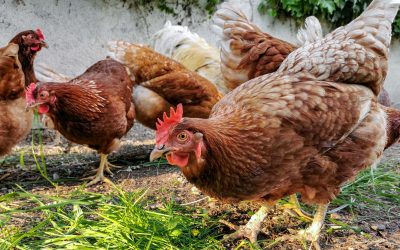 Carne de frango apresenta queda nos preços na segunda quinzena de agosto