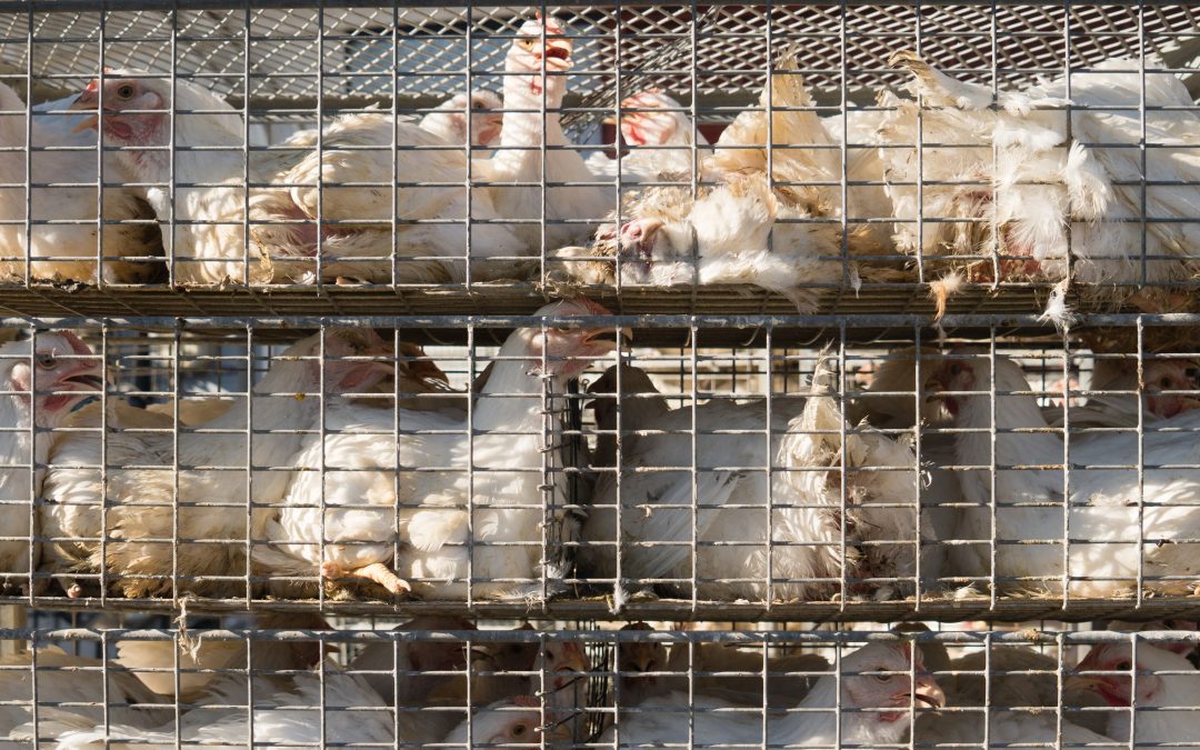 IBGE registra queda de 2% no abate de carne de frango