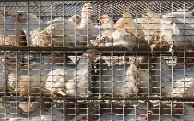 IBGE registra queda de 2% no abate de carne de frango