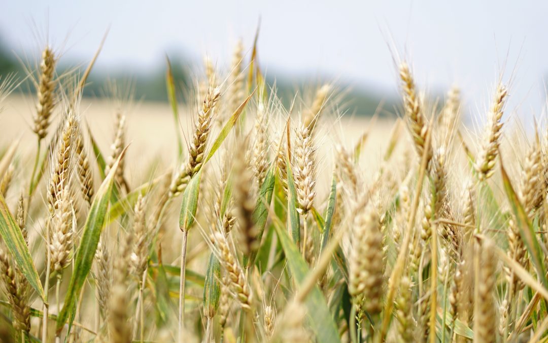 Trigo: expectativa de produção é de 9,16 milhões de toneladas em 2022