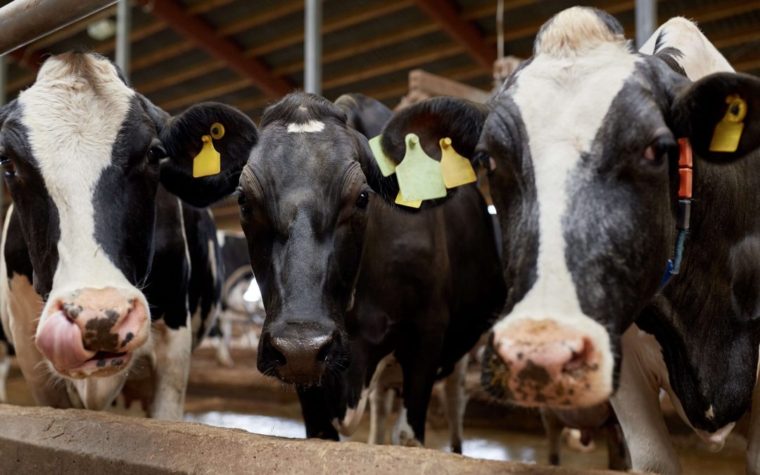 Carne: exportações apresentam bom desempenho no primeiro semestre de 2022