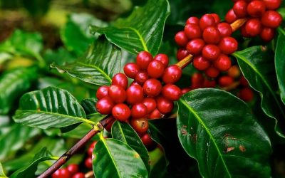 Cooxupé atinge 79% da colheita do café arábica