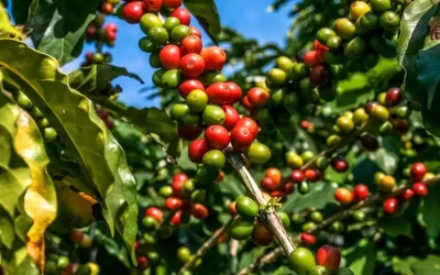 Café: Baixa produção no Brasil e alta dos preços no mundo