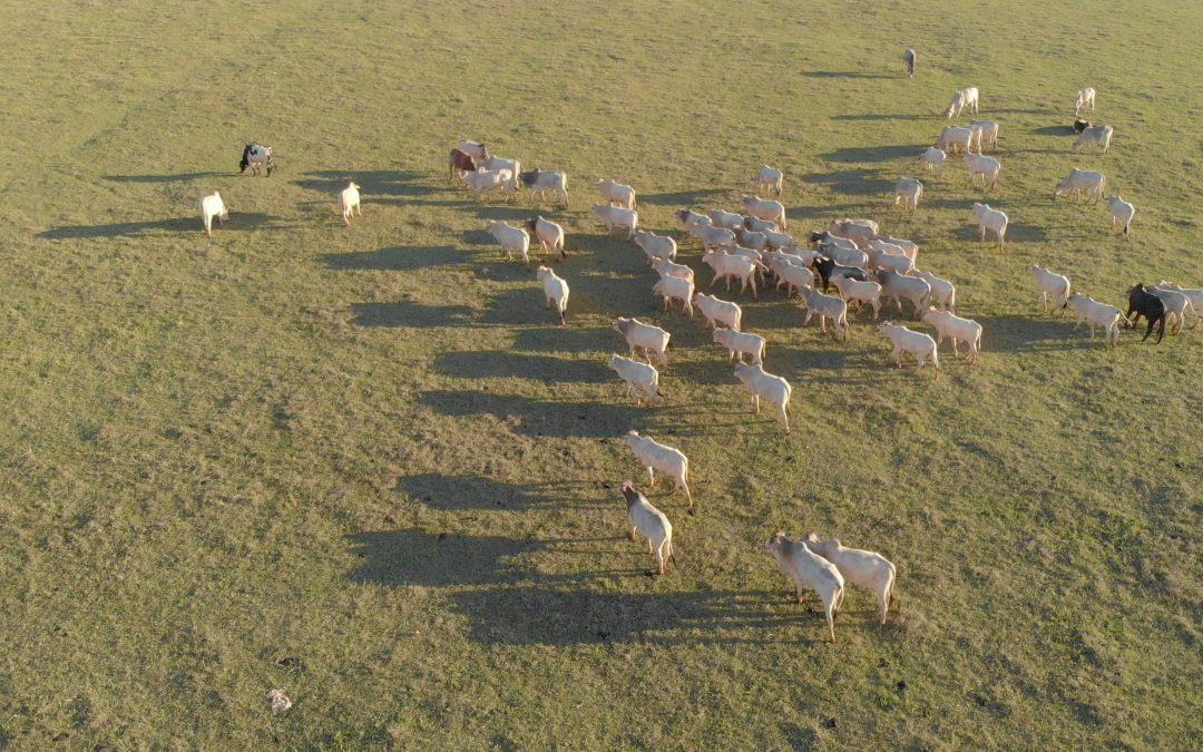 Nova portaria do Diário Oficial visa a redução de carbono na agropecuária