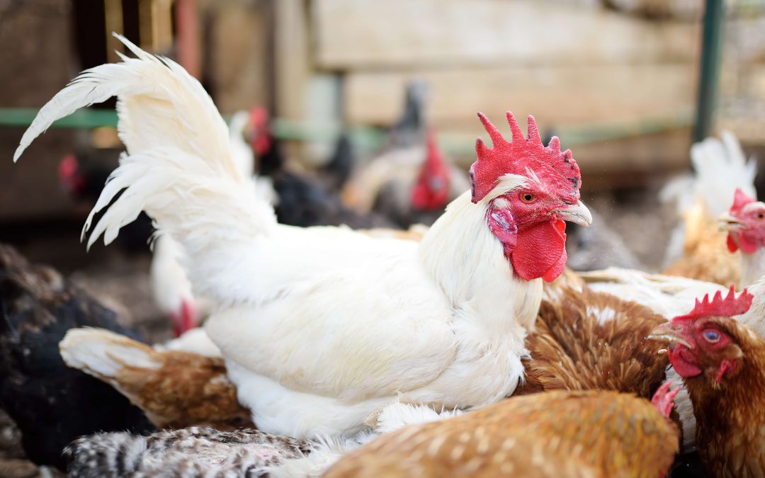 Frango: exportação continua positiva e arrecada um valor superior a US$ 4 bilhões