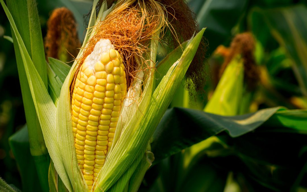 Colheita da safrinha caminha para o fim em nível nacional