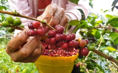 Secretário de Agricultura destaca intempéries climáticas na cafeicultura mineira