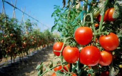 Tomates são transformados em ricas fontes de vitamina