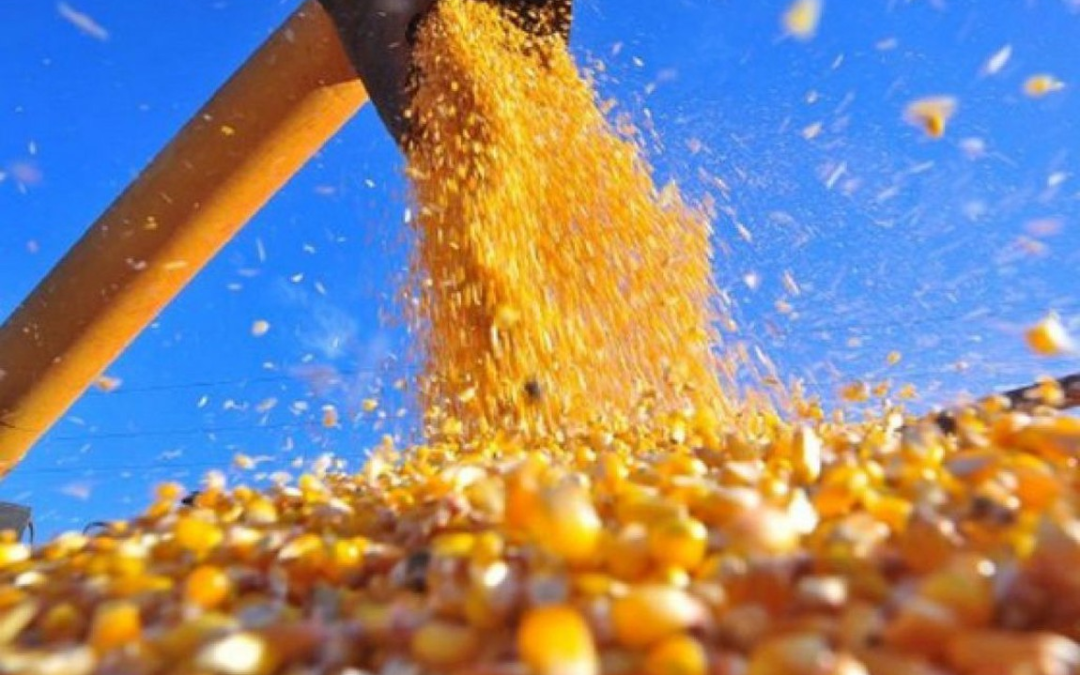 Safrinha: Brasil aumenta produção em 50% e mira mercado global