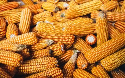 Colheita da safrinha está quase concluída no Mato Grosso