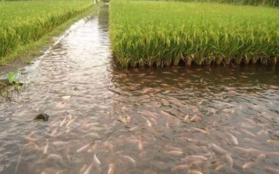 Clima prejudica safra do arroz no Rio Grande do Sul