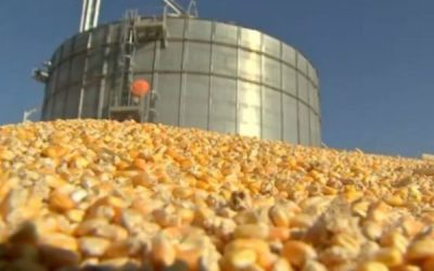 MILHO: USDA reduz estimativa de lavouras em boas condições