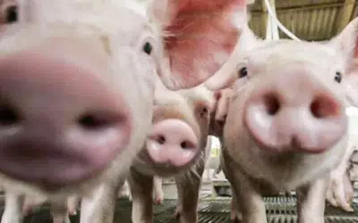 Córneas feita com colágeno de suínos devolve a visão a humanos