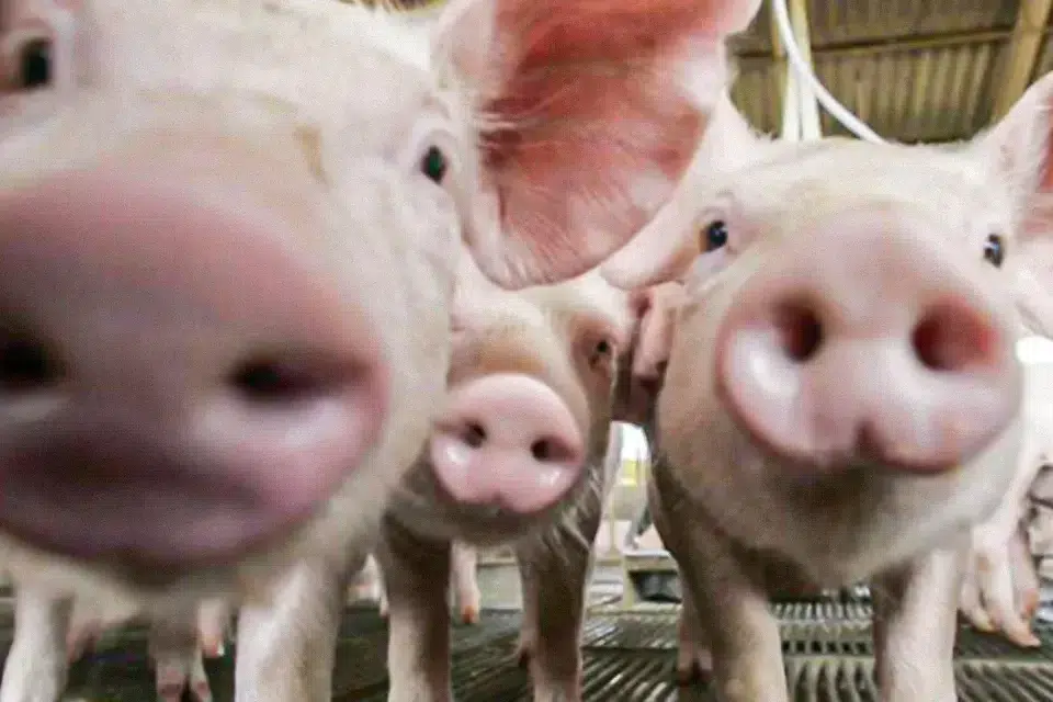 Brasil atinge recorde com exportação de carne suína