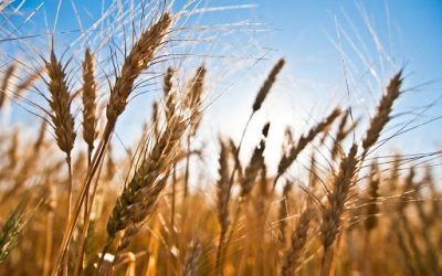 Preços do trigo seguem em alta no Brasil e mercado enfrenta escassez