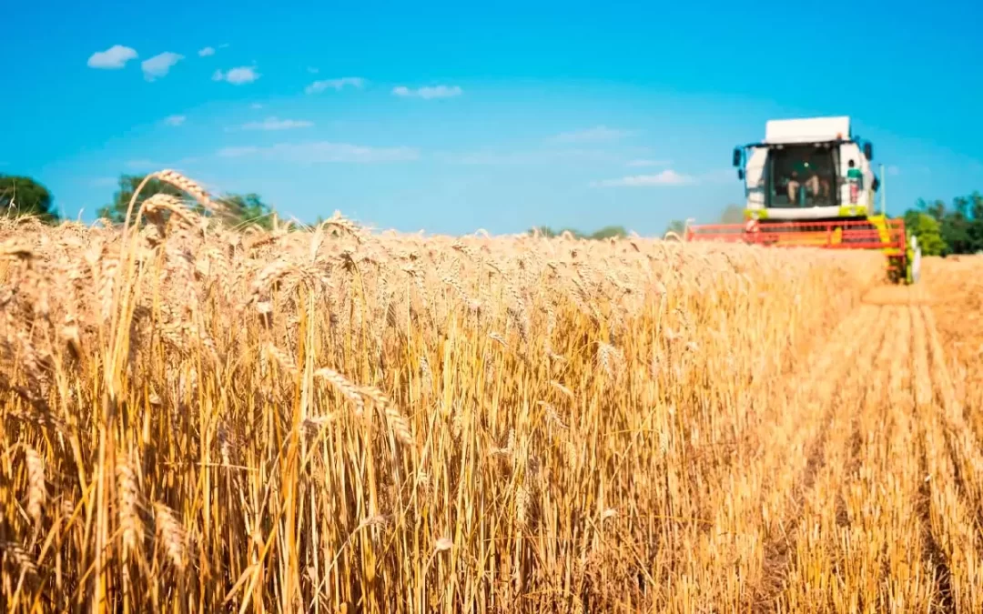 Ausência de chuva limita potencial recorde da safra brasileira de trigo 2022/23