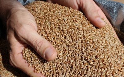 Trigo: Preços firmes com retração de oferta