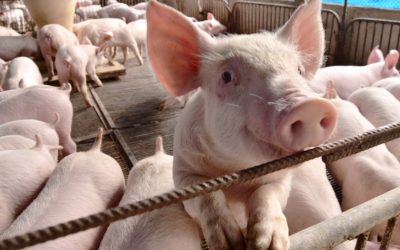 Embrapa divulga resultados de custos mundiais de produção de suínos