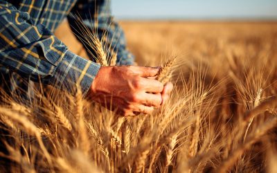 Trigo: Brasil deve dobrar a produção dentro de dez anos
