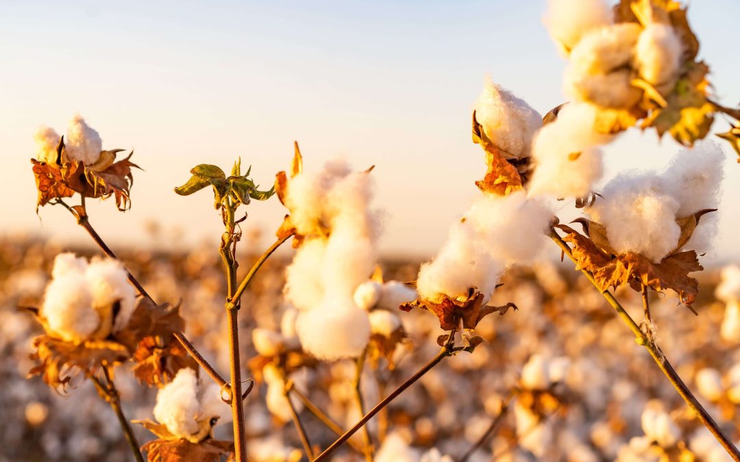 Brasil está com 99% de área de algodão colhida para safra 2021/22