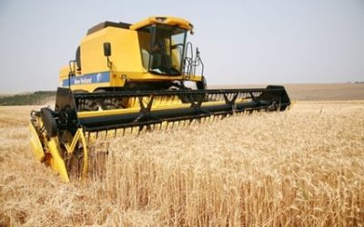 Mercado do trigo segue lento e com preços enfraquecidos