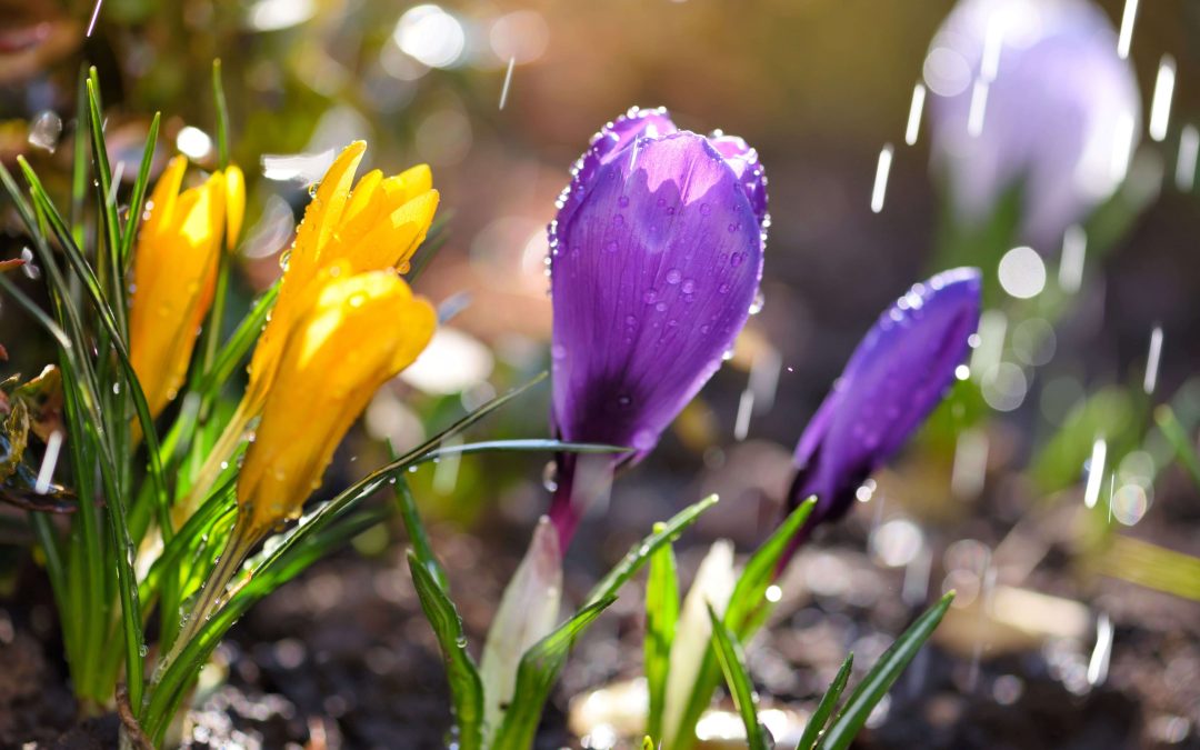 Primavera 2022: sol, chuva, geada e frio marca a entrada da estação.