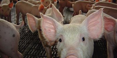 Exportações da carne suína batem novo recorde em agosto