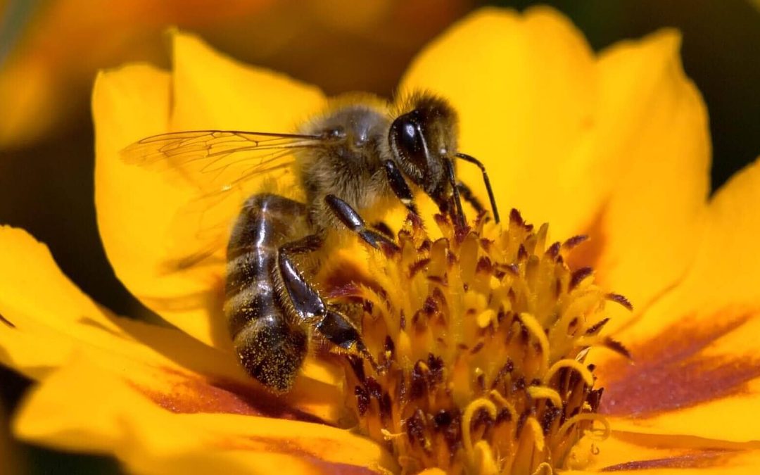 Produção agrícola e proteção à biodiversidade ganham com o aluguel de colmeias