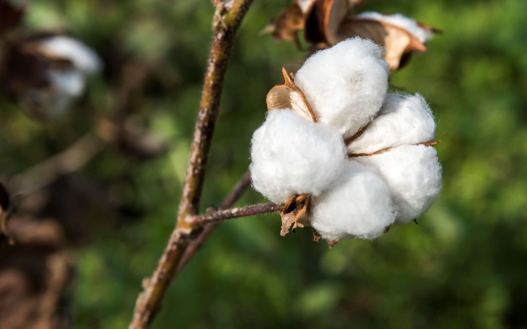 Safra 2021/22 de algodão atinge 55% em beneficiamento