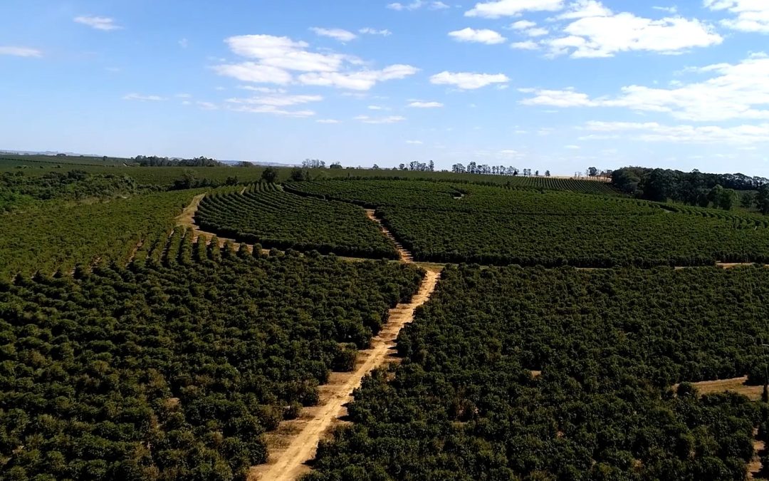 Safra 2022: expectativa de baixa produção de café em Araguari – MG