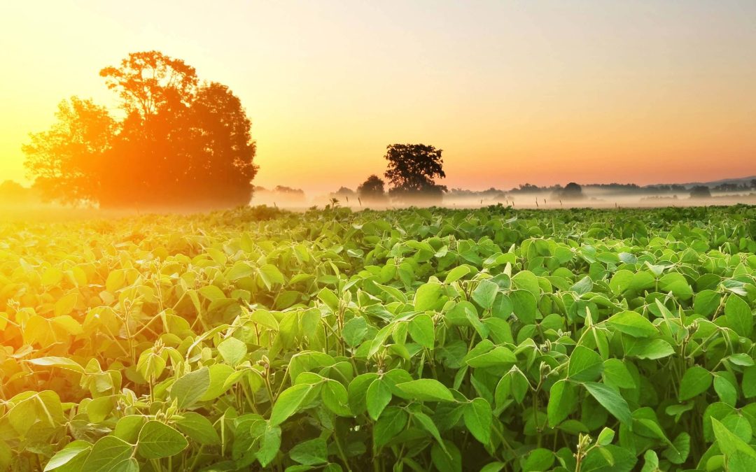 Plantio da soja brasileira 22/23 atinge 24% segundo AgRural