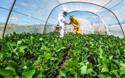 Embrapa trabalha protocolo para favorecer apicultura na soja