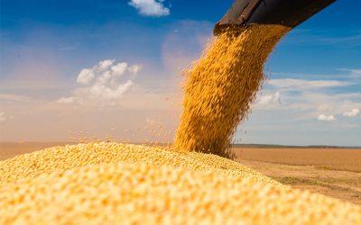 Exportações de soja brasileira podem ser recordes em 2023
