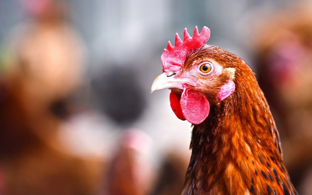 Altos custos de produção e preço do boi gordo pressionou avicultura em agosto