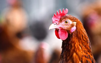 Frango: exportações brasileiras tem crescimento de 15,3%