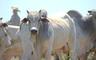 Carne bovina: Mercado apresenta alta após temporada de vendas estabilizadas