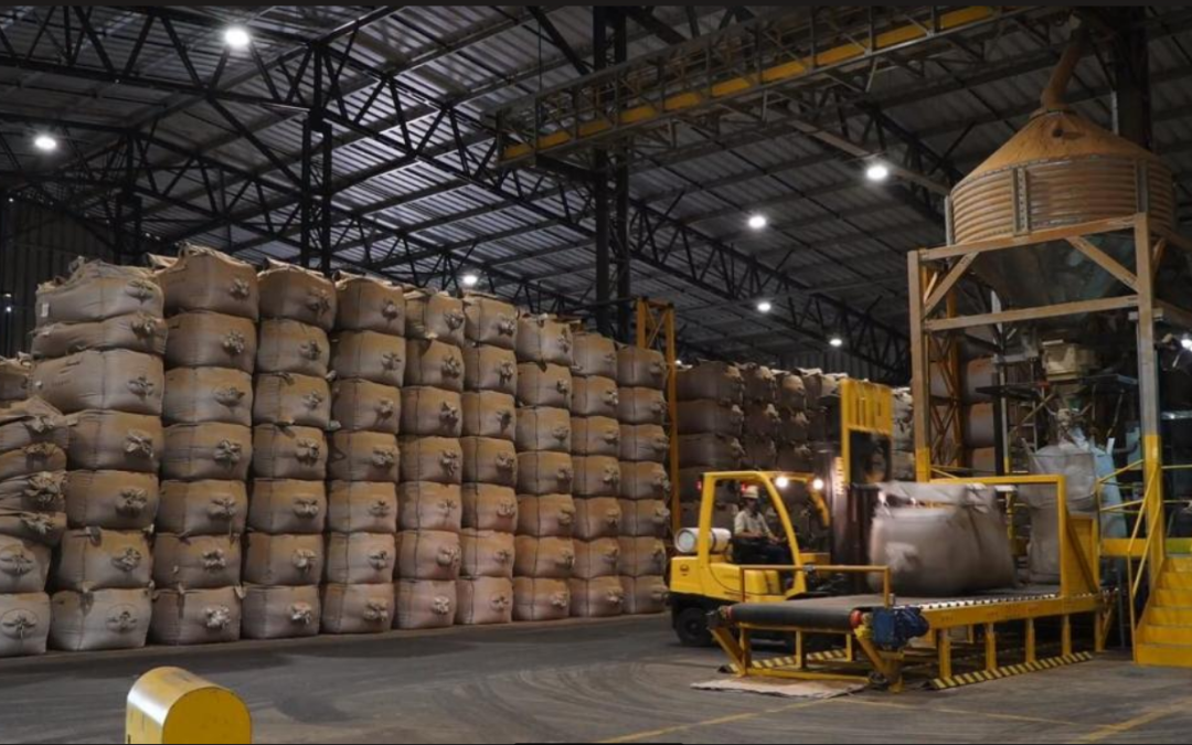 Café: Rabobank aponta alta de 10% nas exportações brasileiras