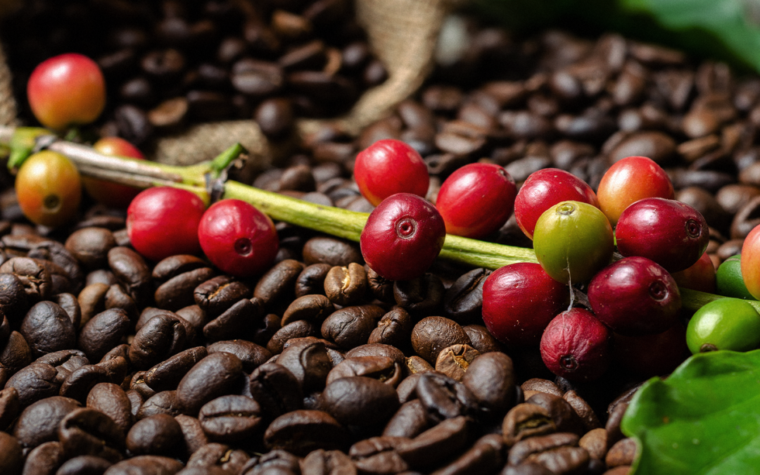 SAFRAS aponta colheita 2022/23 de café no Brasil em 98% até 30/agosto