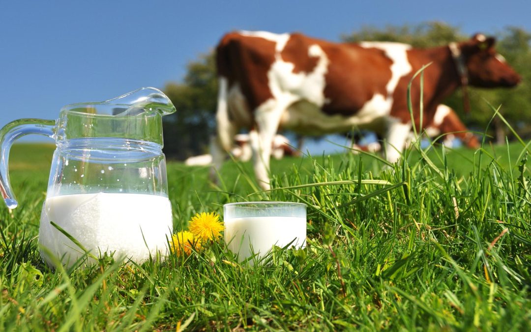 Leite: IBGE aponta queda de 7,6% na captação em principais praças