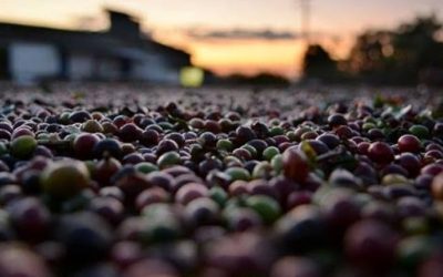 Café Fake: Ministério da Agricultura apreende produtos irregularesgr