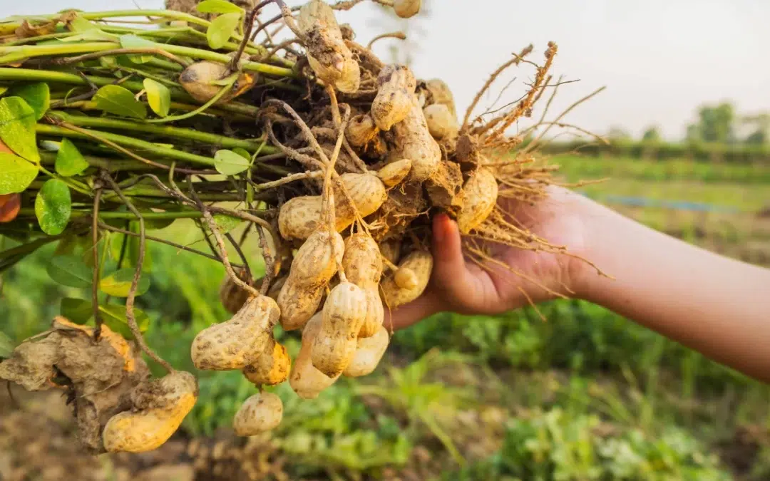 Produção de amendoim cresce mais de 100% nos últimos 8 anos