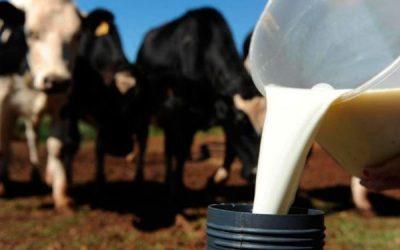 Leite: Preço pago ao produtor tem nova alta em agosto