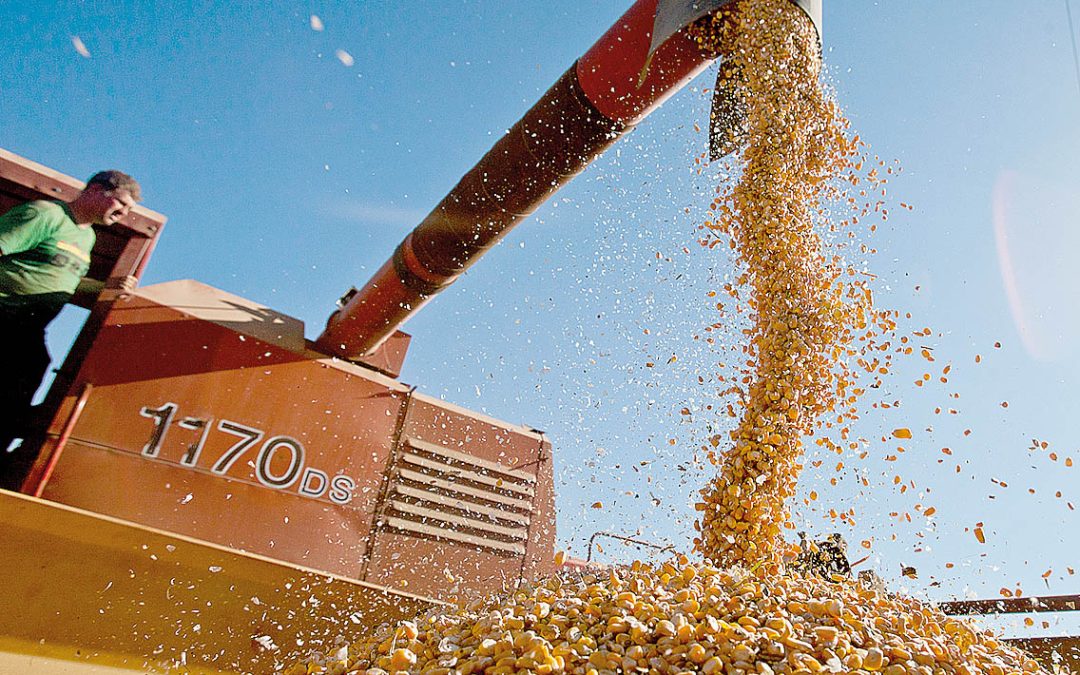 Conab destaca recorde na safra21/22 de grãos em 271 milhões de toneladas