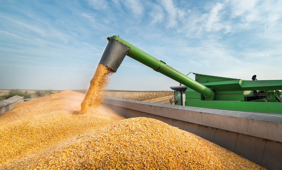 USDA indica 7% de área de milho colhida nos EUA