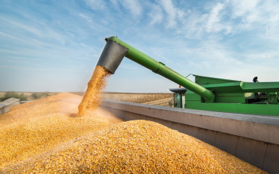 USDA indica 7% de área de milho colhida nos EUA