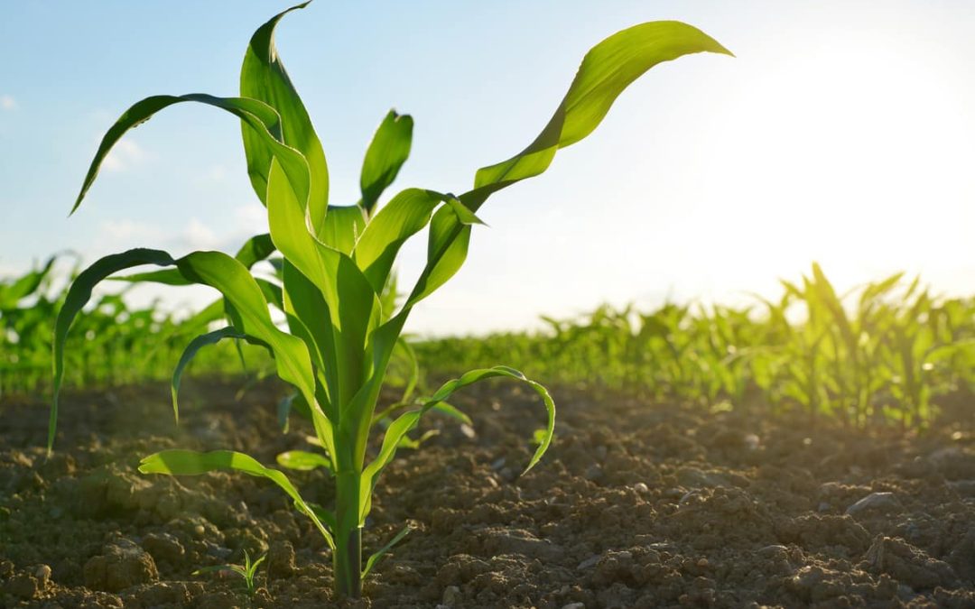 Paraná inicia plantio do milho verão