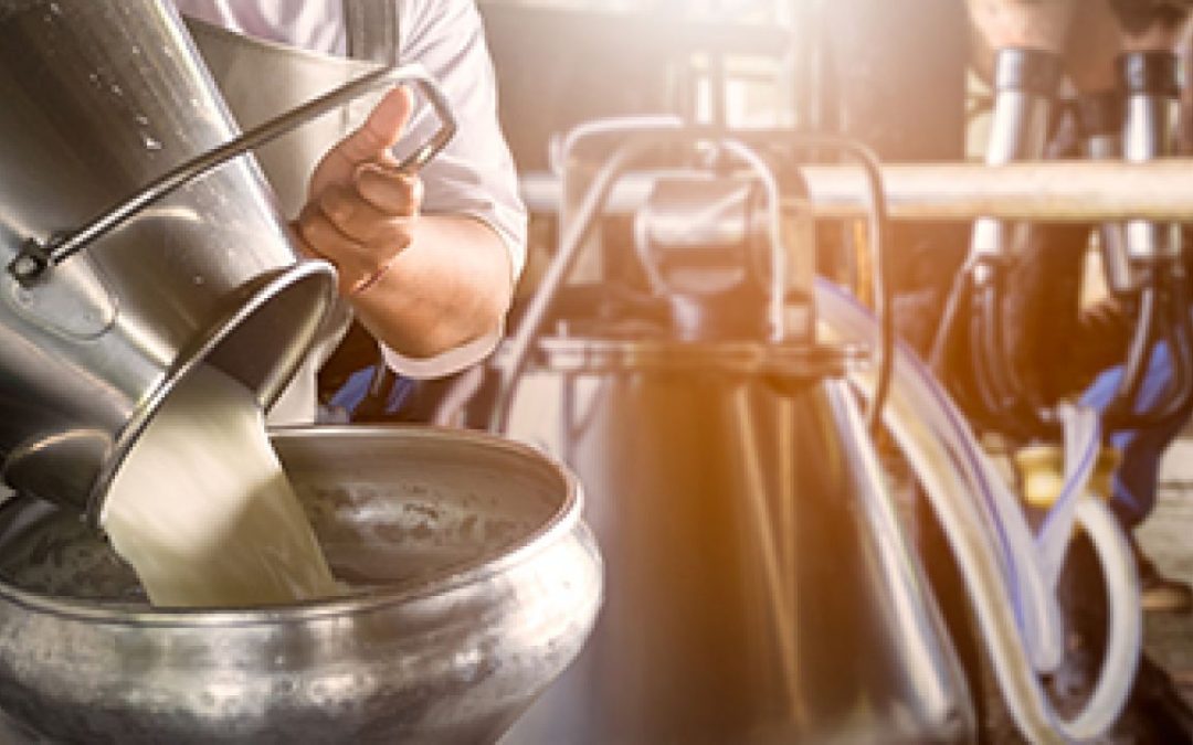 Rabobank prevê queda de 6% na produção brasileira de leite em 2022