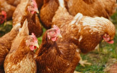 USDA prevê alta de 11% nas exportações brasileiras de carne de frango em 2022