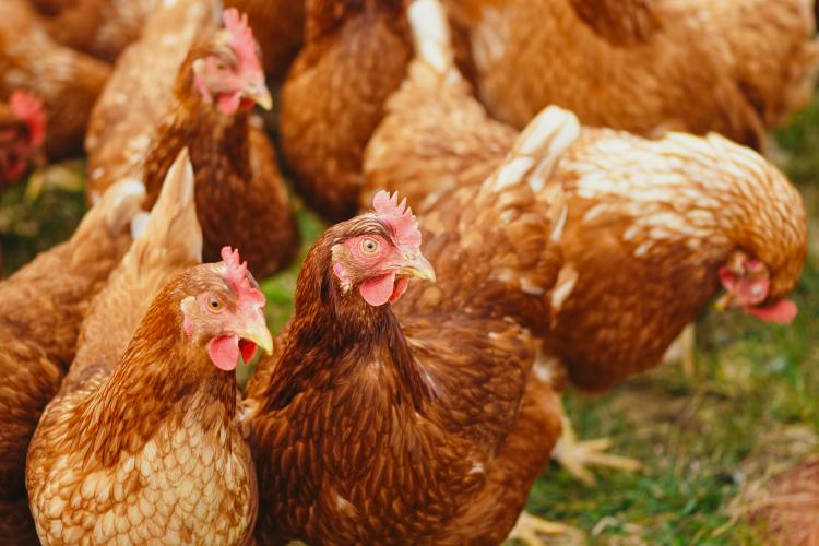 USDA prevê alta de 11% nas exportações brasileiras de carne de frango em 2022