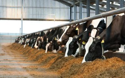 Custo de produção do leite volta a subir em agosto